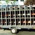 Cart